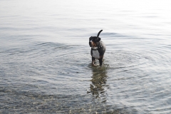 Grossser-Schweizersennenhund-Ostsee