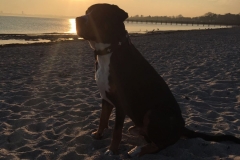 Hund-am-Strand-bei-Sonnenuntergang