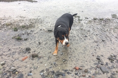 Hund-am-Strand-und-Steine
