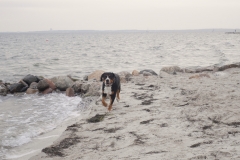 Hund-am-Strand