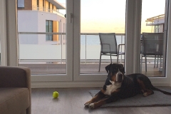 Hundefreundliche-Ferienwohnung-für-urlaub-an-der-Ostsee