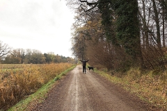 Hundespaziergang-am-Waldrand