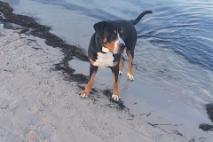HundinderOstsee