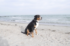 Ostsee-Hund-am-Meer
