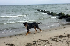Ostsee-Sammy-am-Meer
