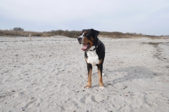 Ostsee-Spaziergang-mit-Hund