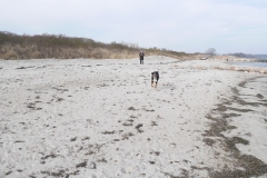 Ostsee-Strandspaziergang-laufender-Hund