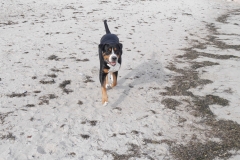 Ostsee-Strandspaziergang-mit-Hund