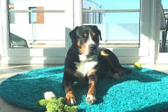 Sammy-Ferienwohnung-Ostsee