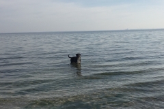 Sammy-Grosser-Schweizer-Sennenhund-in-der-Ostsee