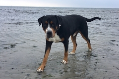Sammy-Ostsee-Oktober