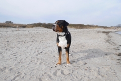 Sammy-Ostsee-Sehnsucht