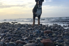Sammy-Ostsee-im-Januara