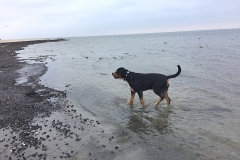 Sammy-am-Naturstrand