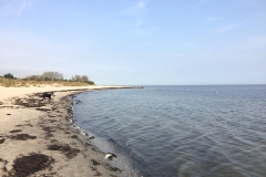 Sammy-am-Strand-von-Rettin