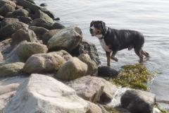 Sammy-im-Oktober-am-Ostseestrand