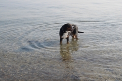 Sammy-im-Wasser