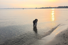Sammy-in-der-Ostsee-bei-Sonnenuntergang