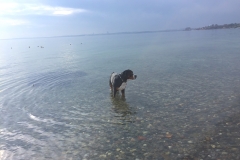 Sammy-in-der-Ostsee