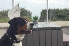 Sammy-in-der-Strandliebe