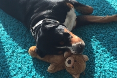 Sammy-schmust-mit-Teddybaer