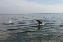Sammy-spielt-in-der-Ostsee