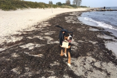 Sammy-tobt-am-Strand