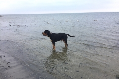 Sammy-und-Möwen