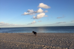 Sammy-und-Strandliebe