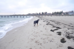 Sammy-vor-der-Seebrücke
