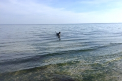 Sammy-weit-in-der-Ostsee