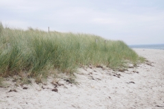 Dünen-Strand-Pelzerhaken