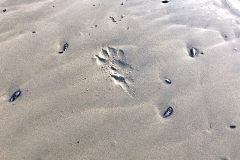 Hundespuren-am-Strand