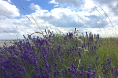 Lavendel-am-Strand-von-Pelzerhaken