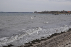 Möwen-am-Strand-von-Pelzerhaken