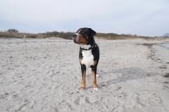 Ostsee-Sehnsucht-Hund