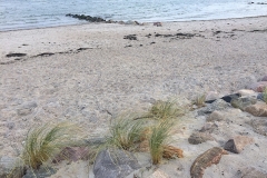 Ostsee-Strandspaziergang-Dünengras