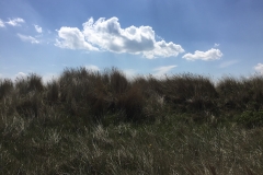 Ostseedünen-Pelzerhaken