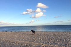 Ostseestrand-und-Sammy