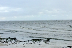 Strand-Pelzerhaken-bei-Sturm-Vögel-3