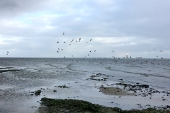 Strand-Pelzerhaken-bei-Sturm-Vögel