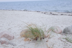 Strand-Steine-Dünengras